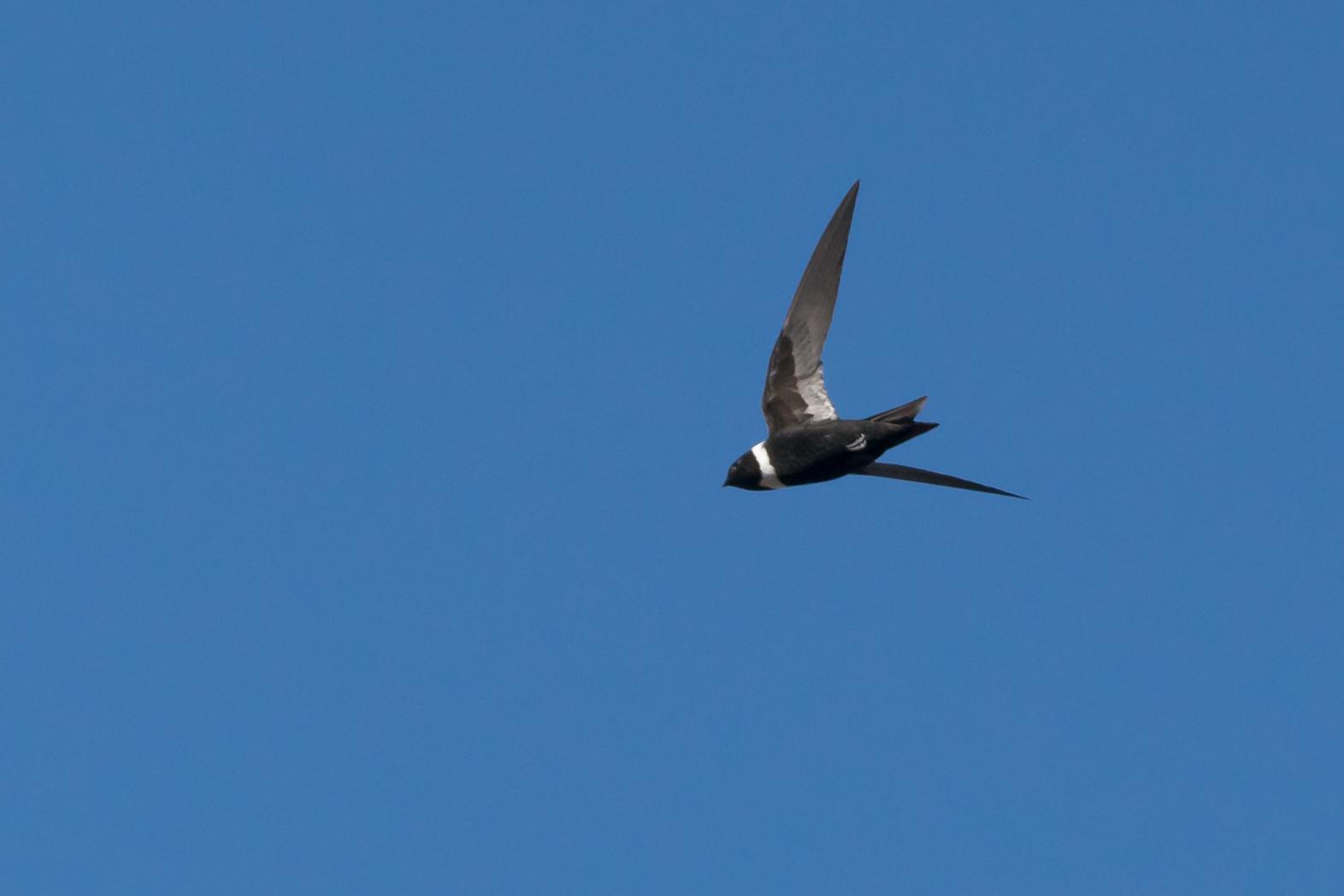 White-collared Swift Photo by Gerald Hoekstra