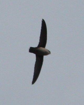 Vaux's Swift Photo by Andrew Core