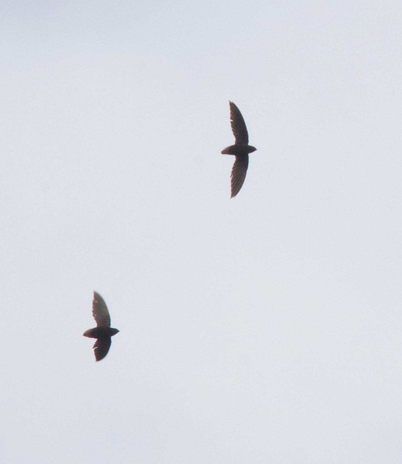 Short-tailed Swift Photo by Andre  Moncrieff