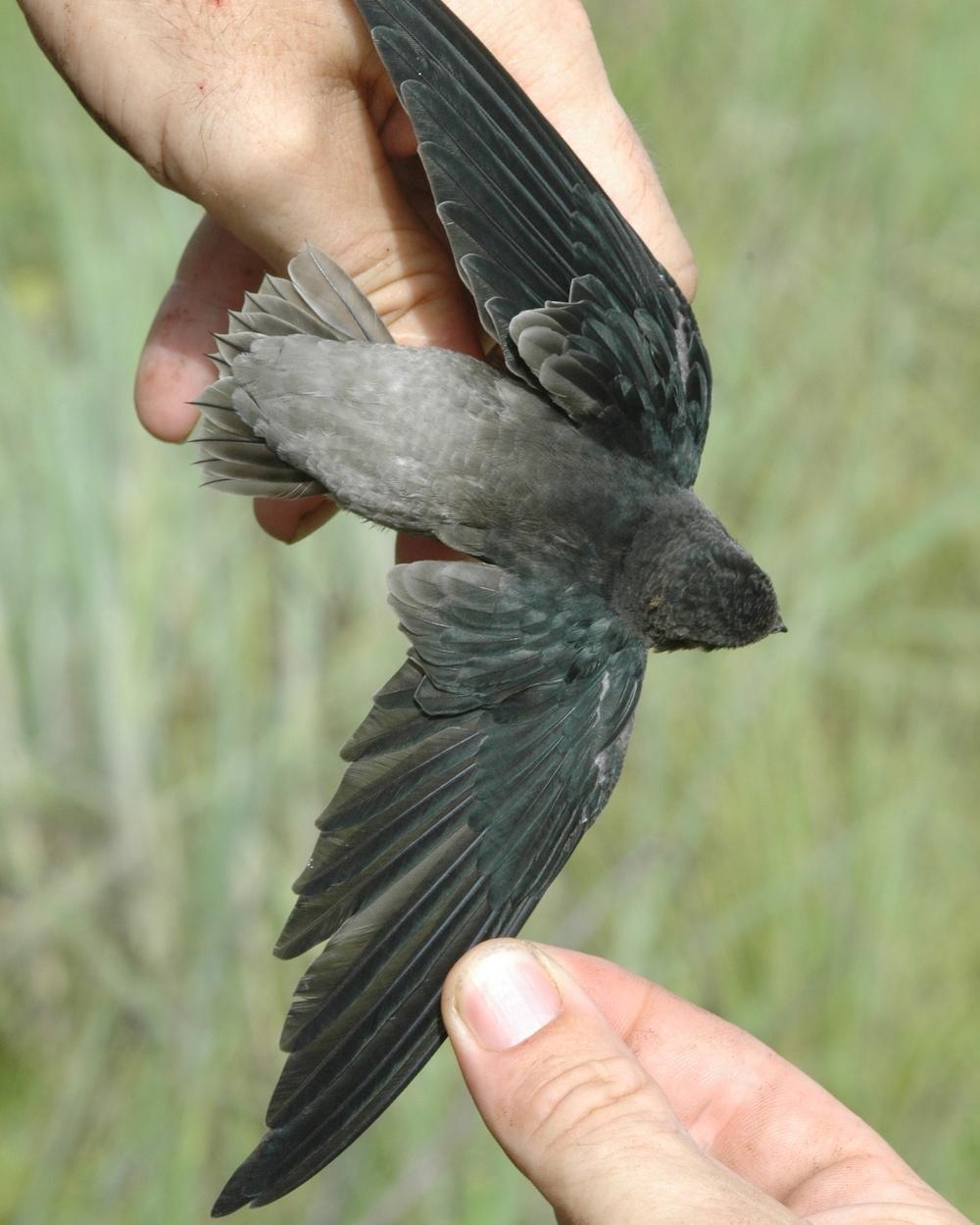 Short-tailed Swift Photo by John Mittermeier