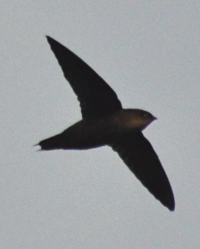 Band-rumped Swift Photo by Kyle Kittelberger