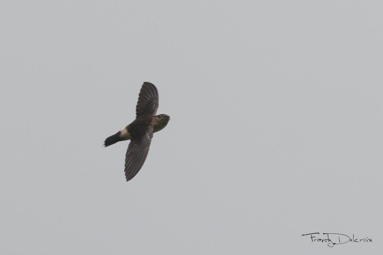 Band-rumped Swift Photo by Frantz Delcroix