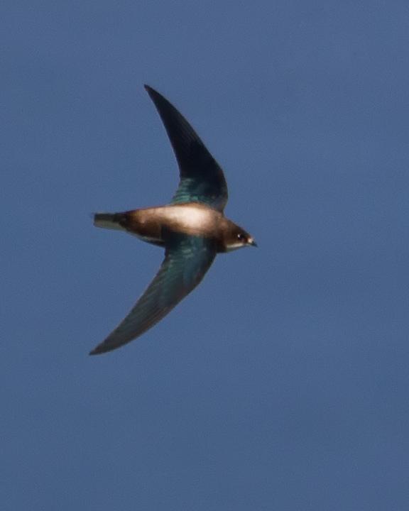 White-throated Needletail Photo by Mat Gilfedder