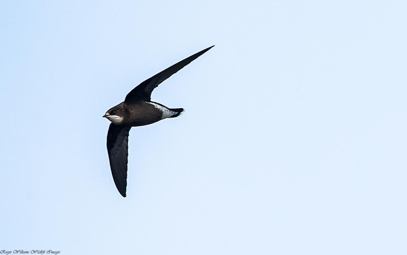 White-throated Needletail Photo by Roger Williams
