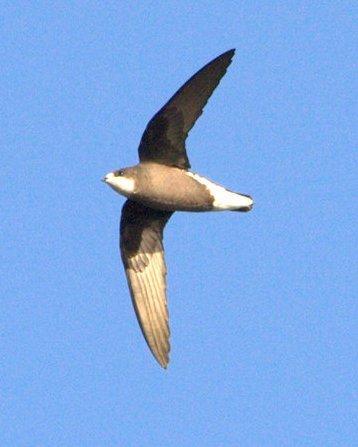 White-throated Needletail Photo by Mat Gilfedder