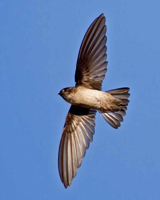 White-rumped Swiftlet Photo by Mat Gilfedder