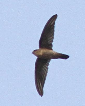 Black-nest Swiftlet Photo by Knut Hansen