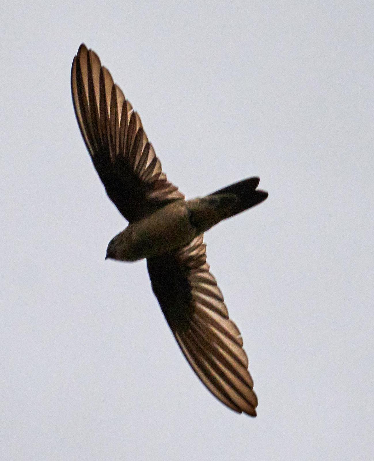 White-nest Swiftlet Photo by Mohammed Ambah