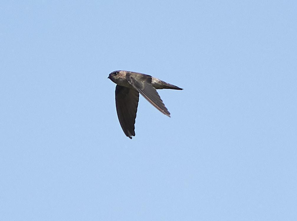 Germain's Swiftlet Photo by Steven Cheong