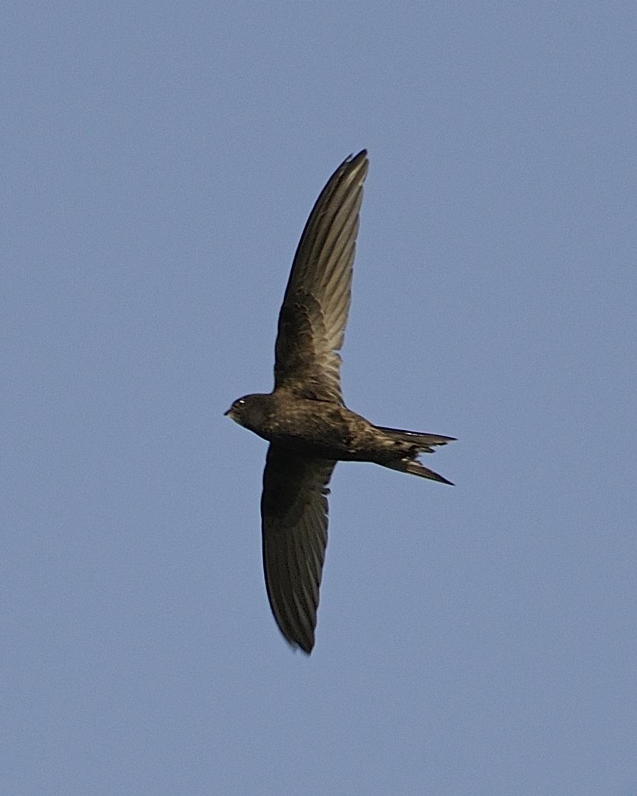 Common Swift Photo by Andres Rios