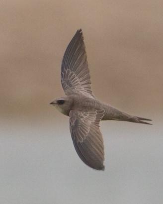 Pallid Swift Photo by Mike Barth