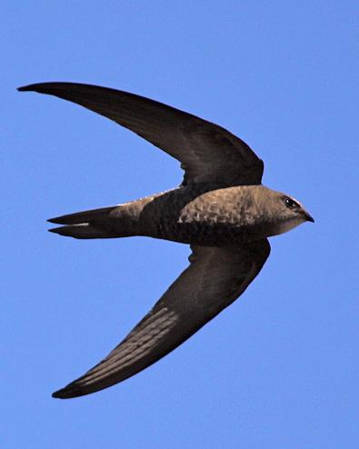 Pallid Swift Photo by Stephen Daly