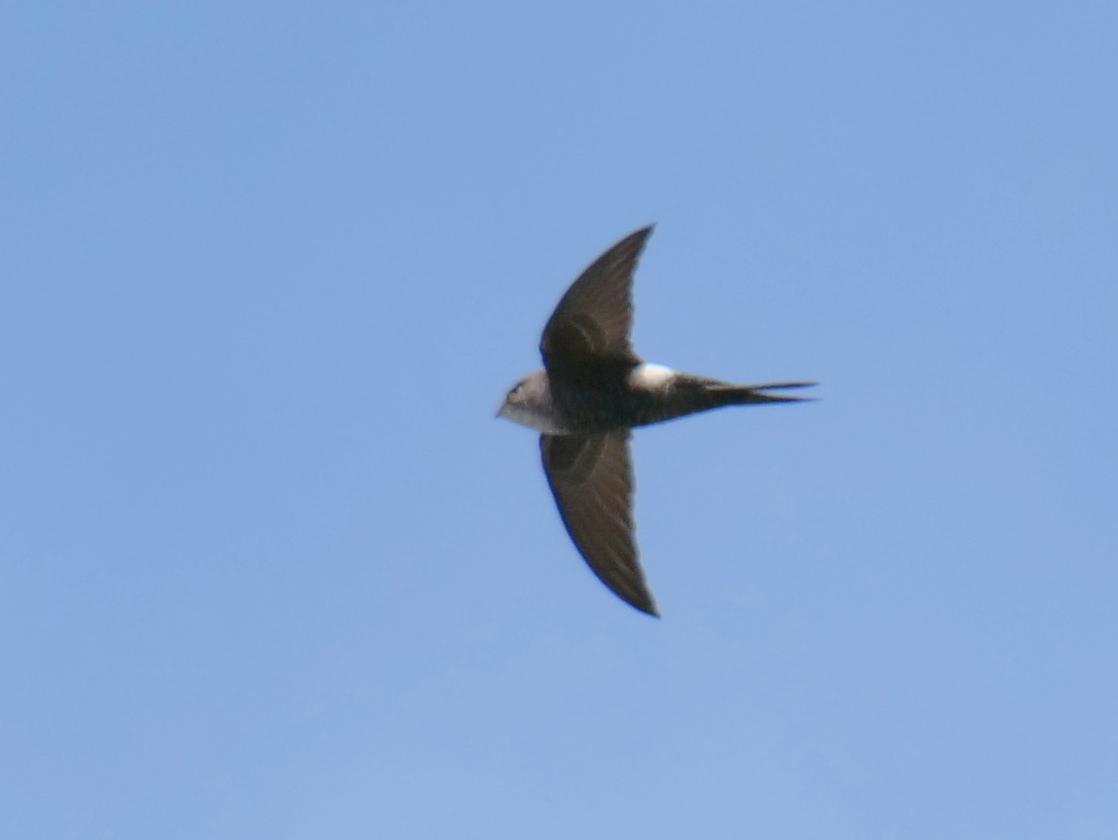 Pacific Swift Photo by Peter Lowe