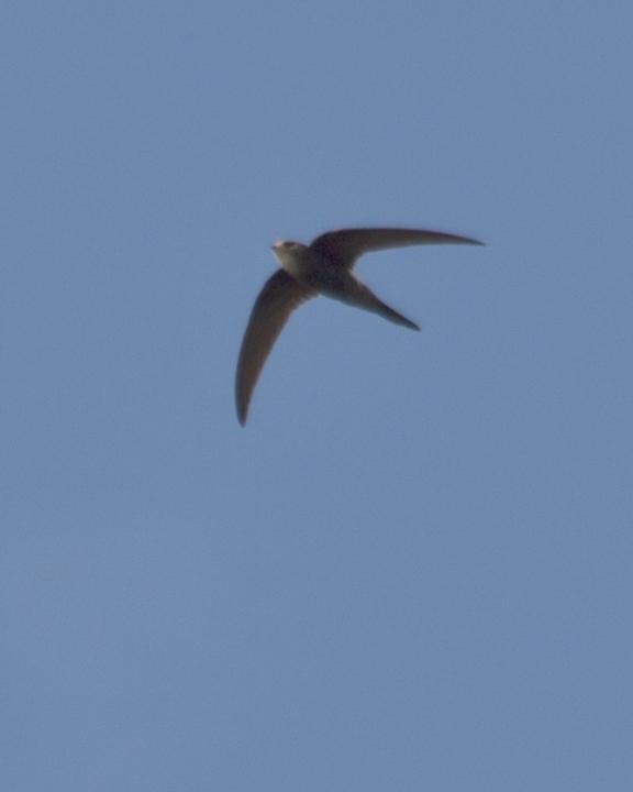 Pacific Swift Photo by Mat Gilfedder
