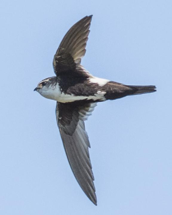 White-throated Swift Photo by Anthony Gliozzo