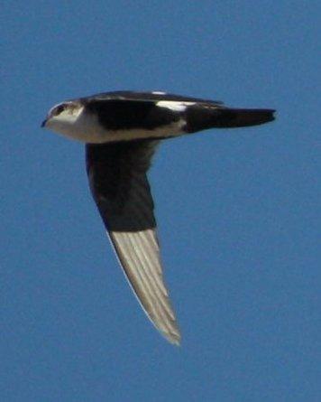 White-throated Swift Photo by Andrew Core