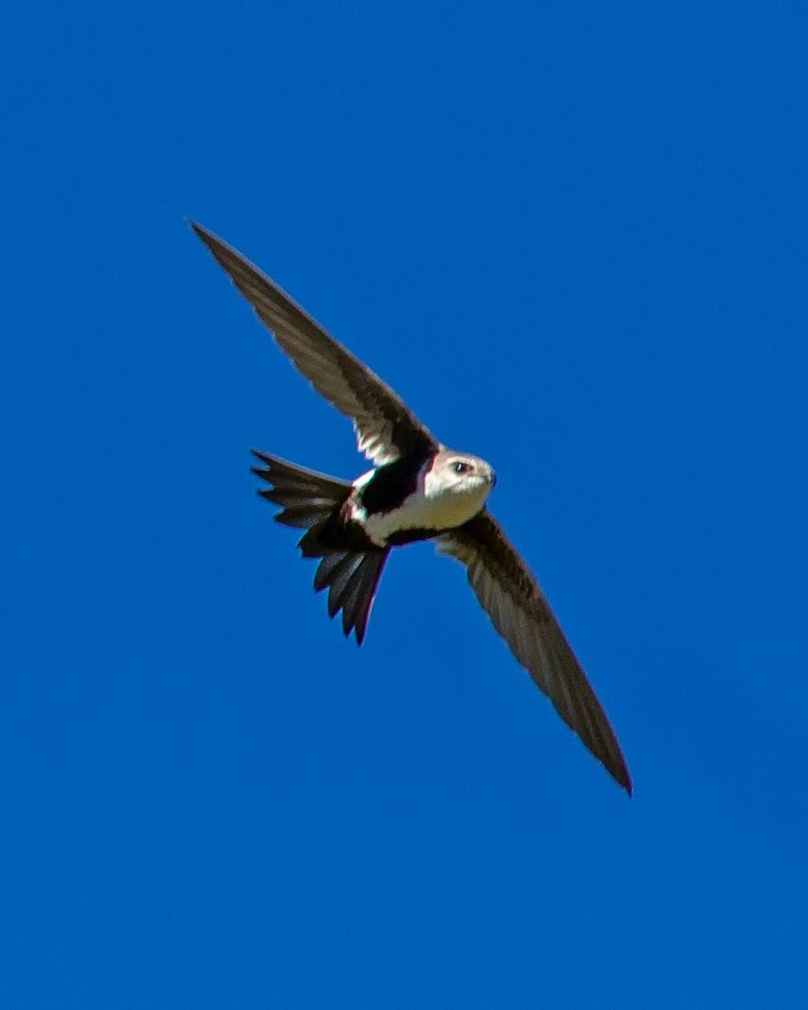 White-throated Swift Photo by JC Knoll