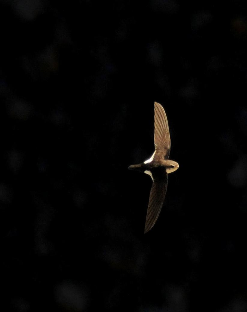 White-throated Swift Photo by Steven Mlodinow