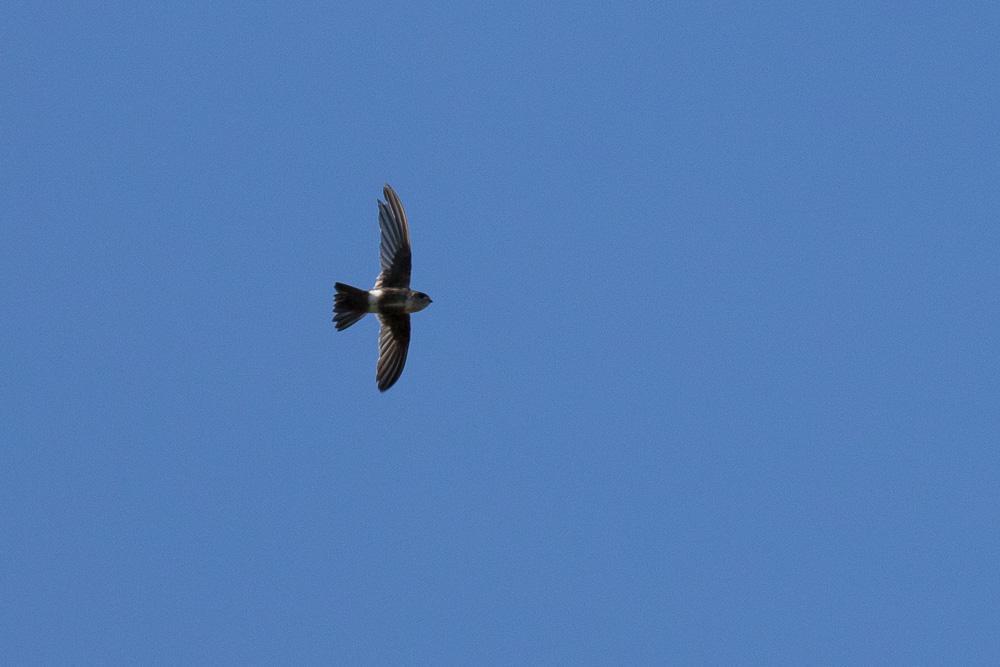 White-tipped Swift Photo by Rolf Simonsson