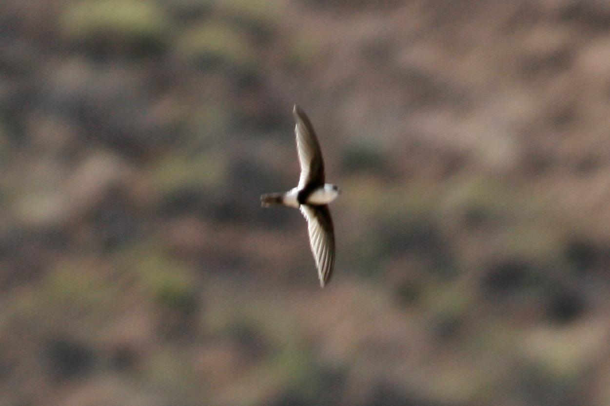 Andean Swift Photo by Oscar Johnson