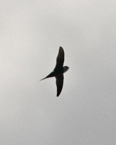 Lesser Swallow-tailed Swift Photo by Oscar Johnson