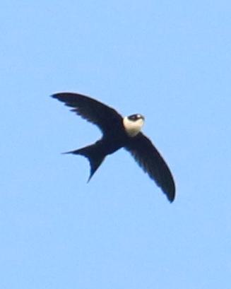 Lesser Swallow-tailed Swift Photo by Knut Hansen