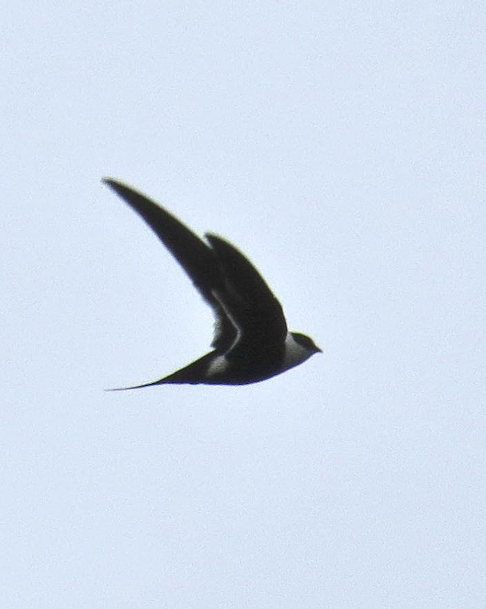 Great Swallow-tailed Swift Photo by John van Dort