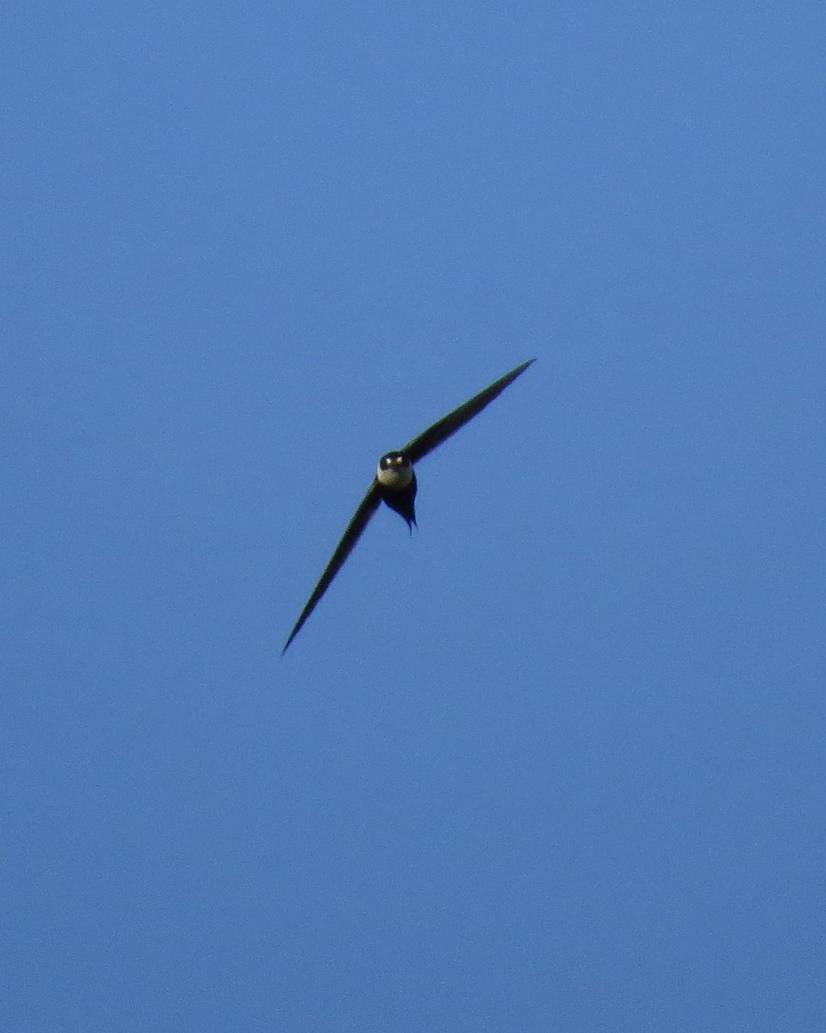 Great Swallow-tailed Swift Photo by John van Dort