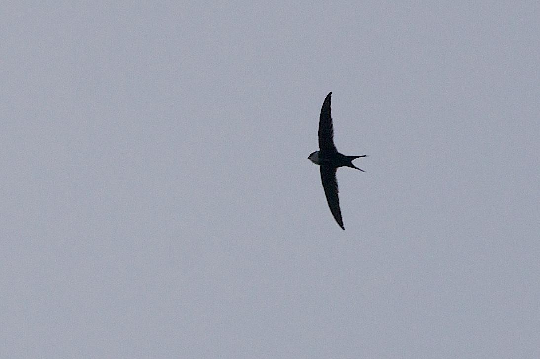 Great Swallow-tailed Swift Photo by Gerald Hoekstra
