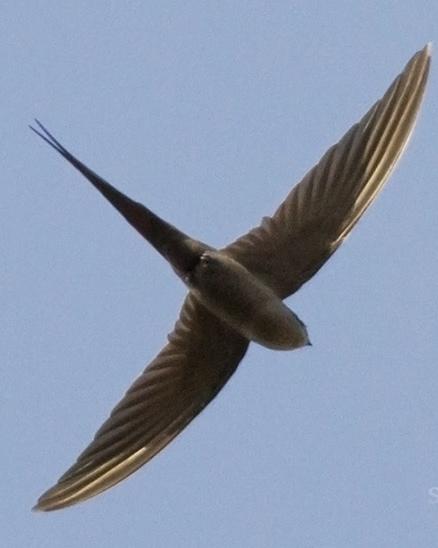 African Palm-Swift Photo by Stephen Daly
