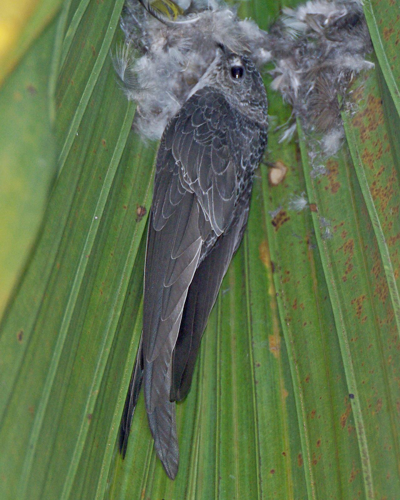Fork-tailed Palm-Swift Photo by Robert Polkinghorn