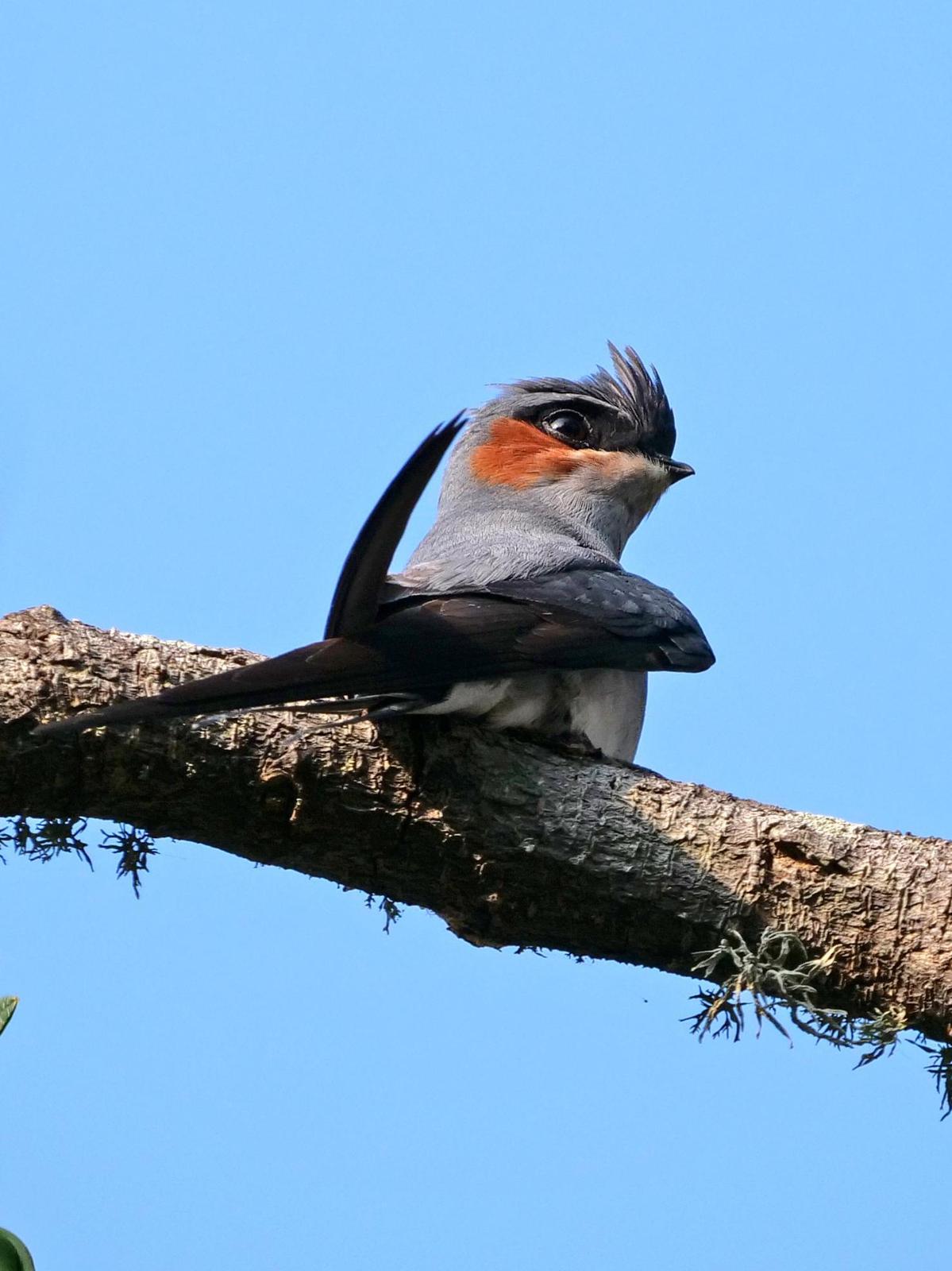 Crested Treeswift Photo by Peter Edmonds