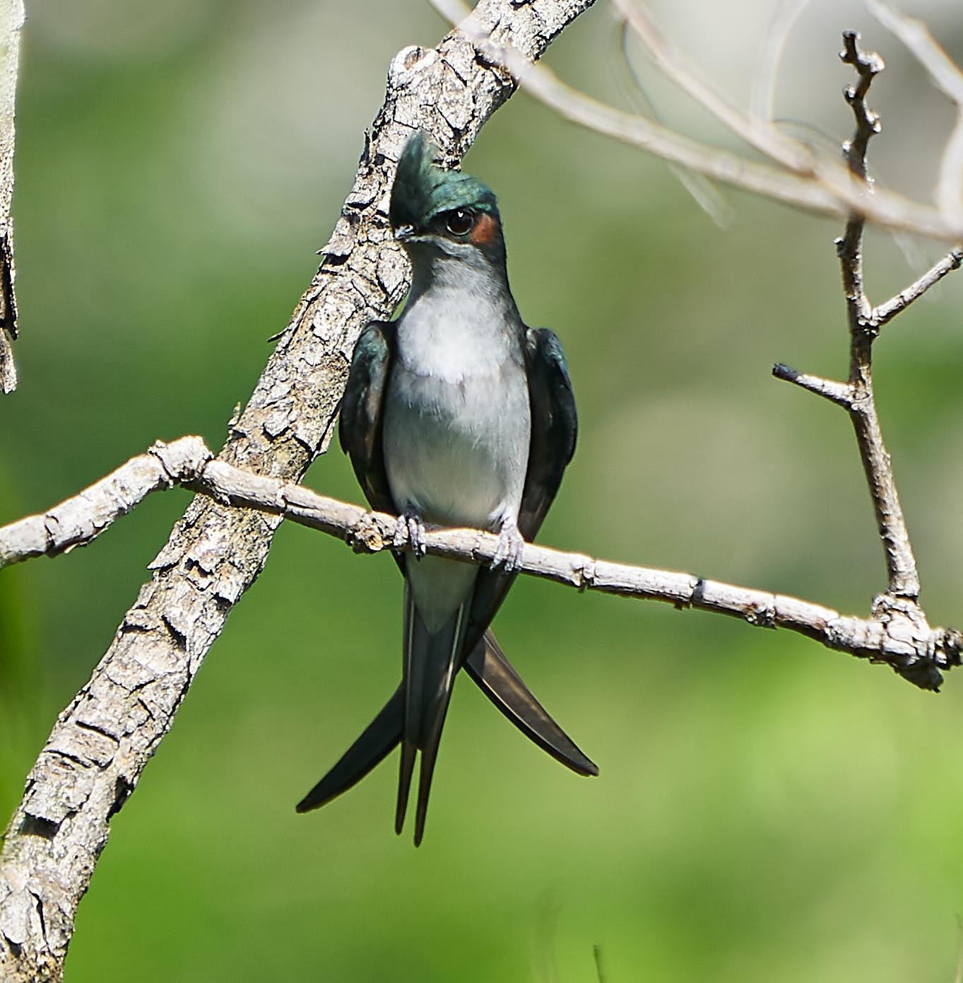 Gray-rumped Treeswift Photo by Steven Cheong