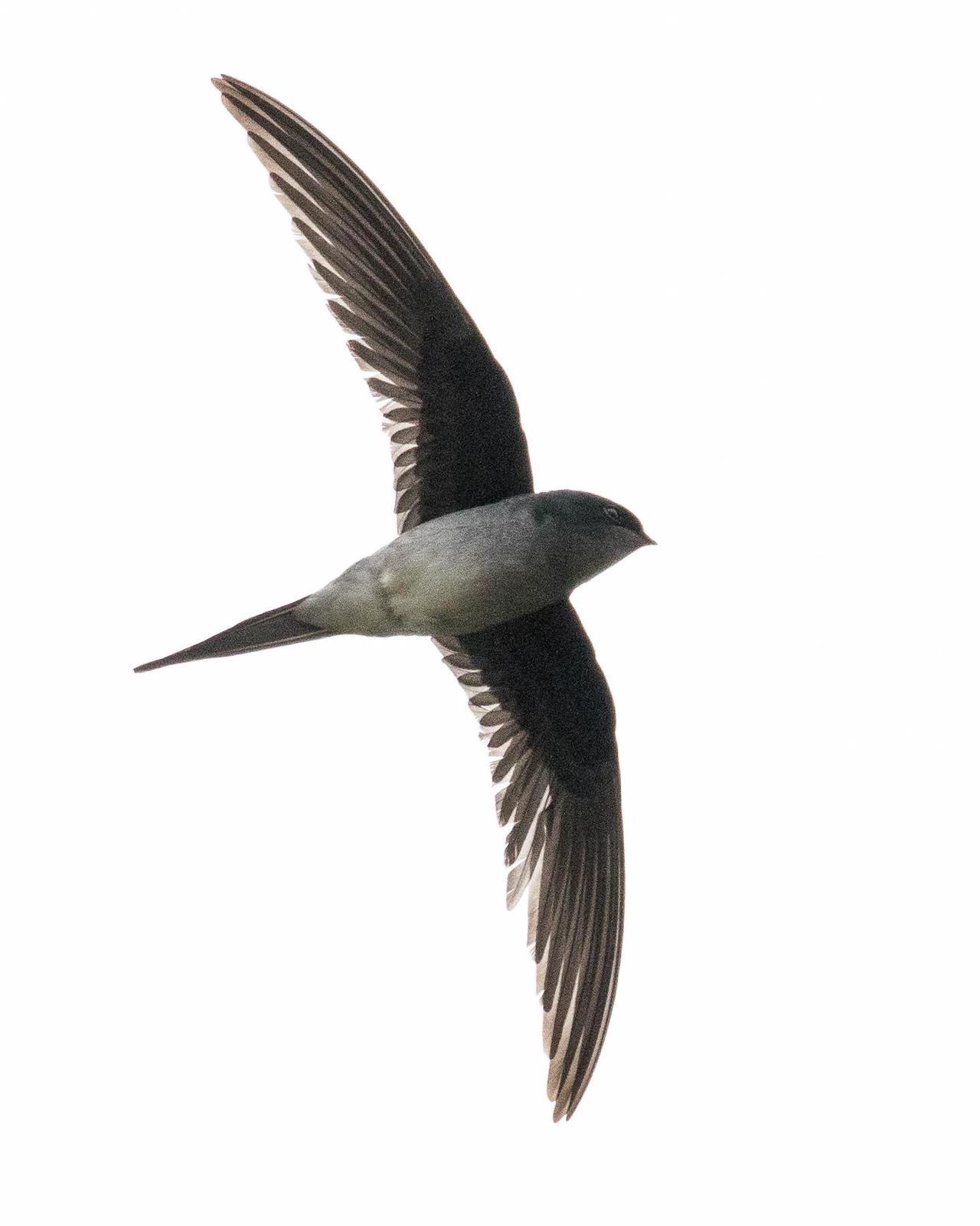 Gray-rumped Treeswift Photo by Robert Lewis