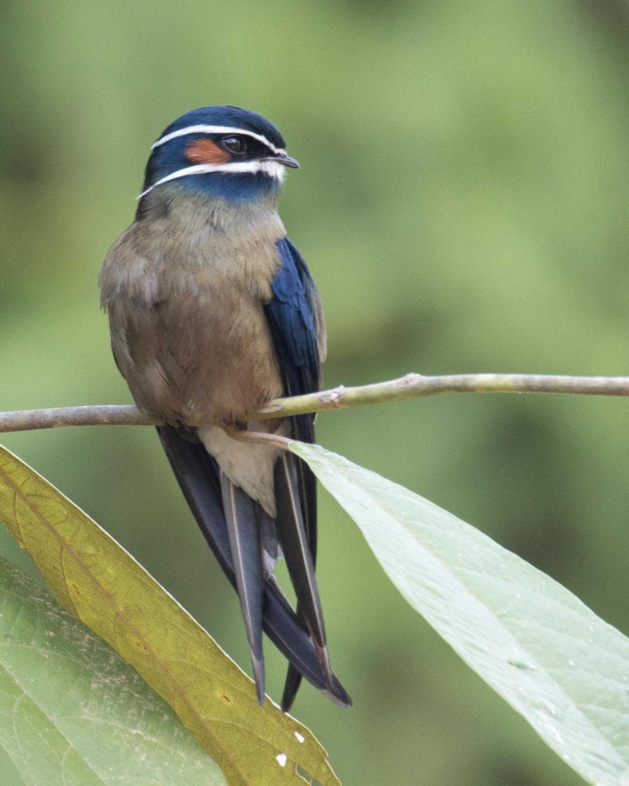 Whiskered Treeswift Photo by Robert Lewis