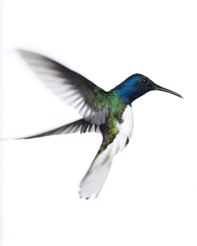 White-necked Jacobin Photo by Cody Conway