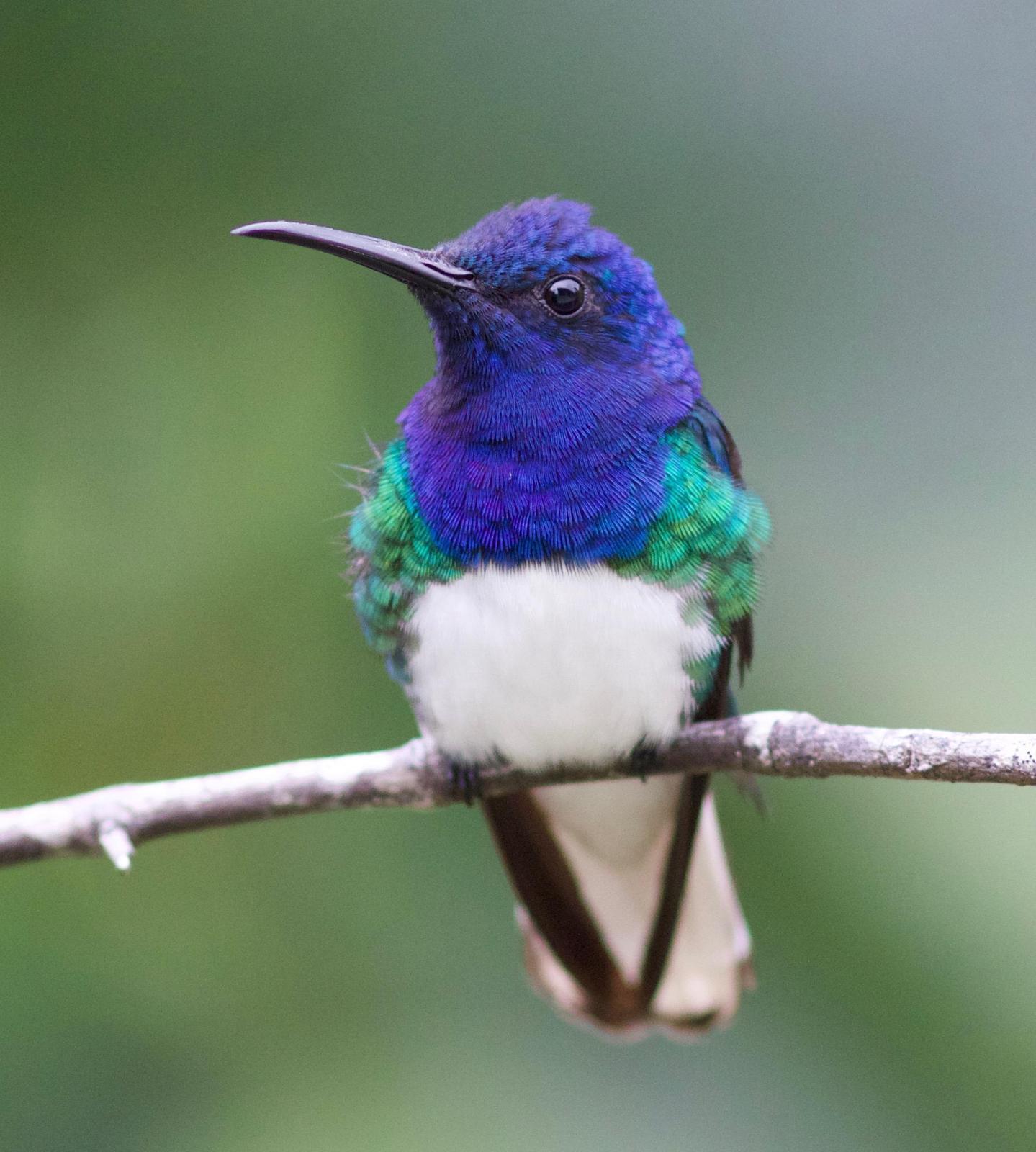 White-necked Jacobin Photo by Andre  Moncrieff