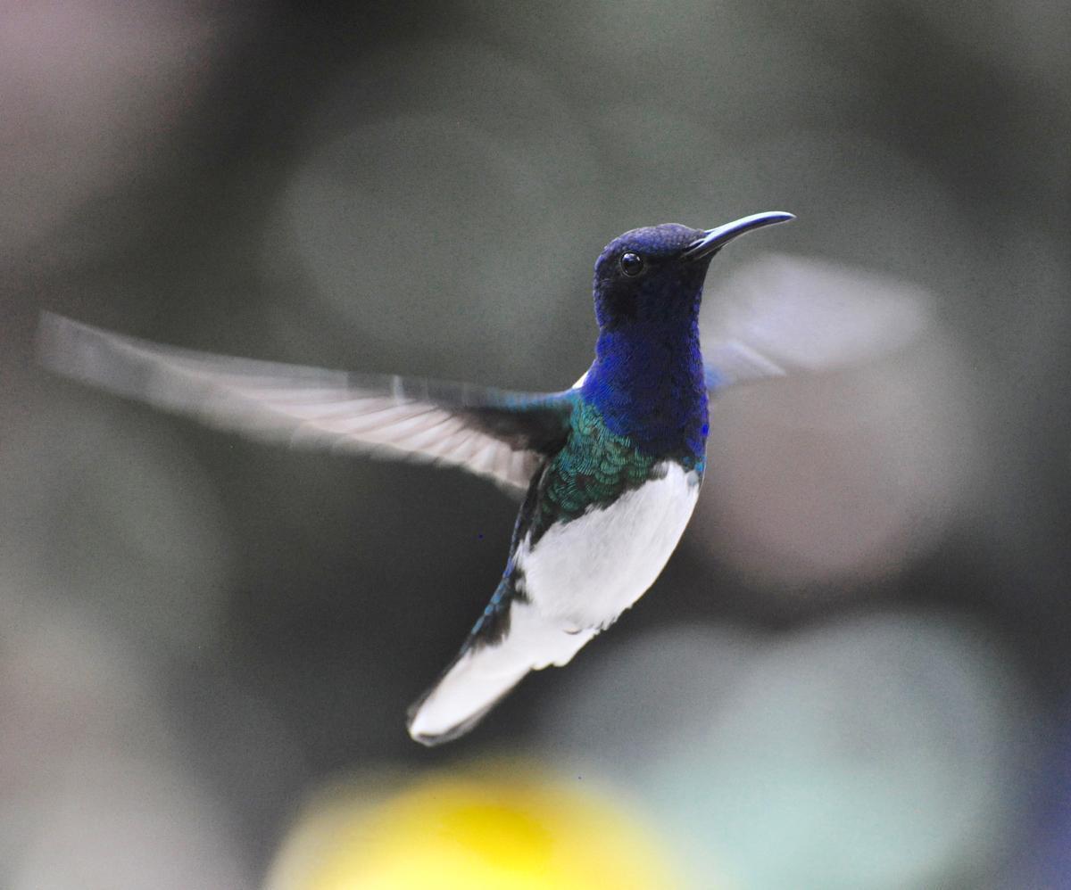 White-necked Jacobin Photo by James Starr