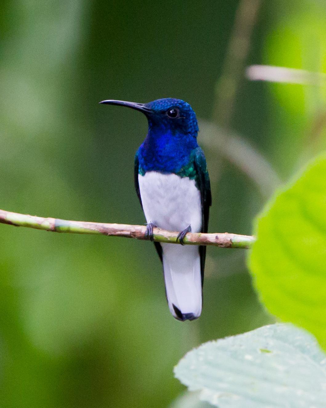 White-necked Jacobin Photo by Kevin Berkoff