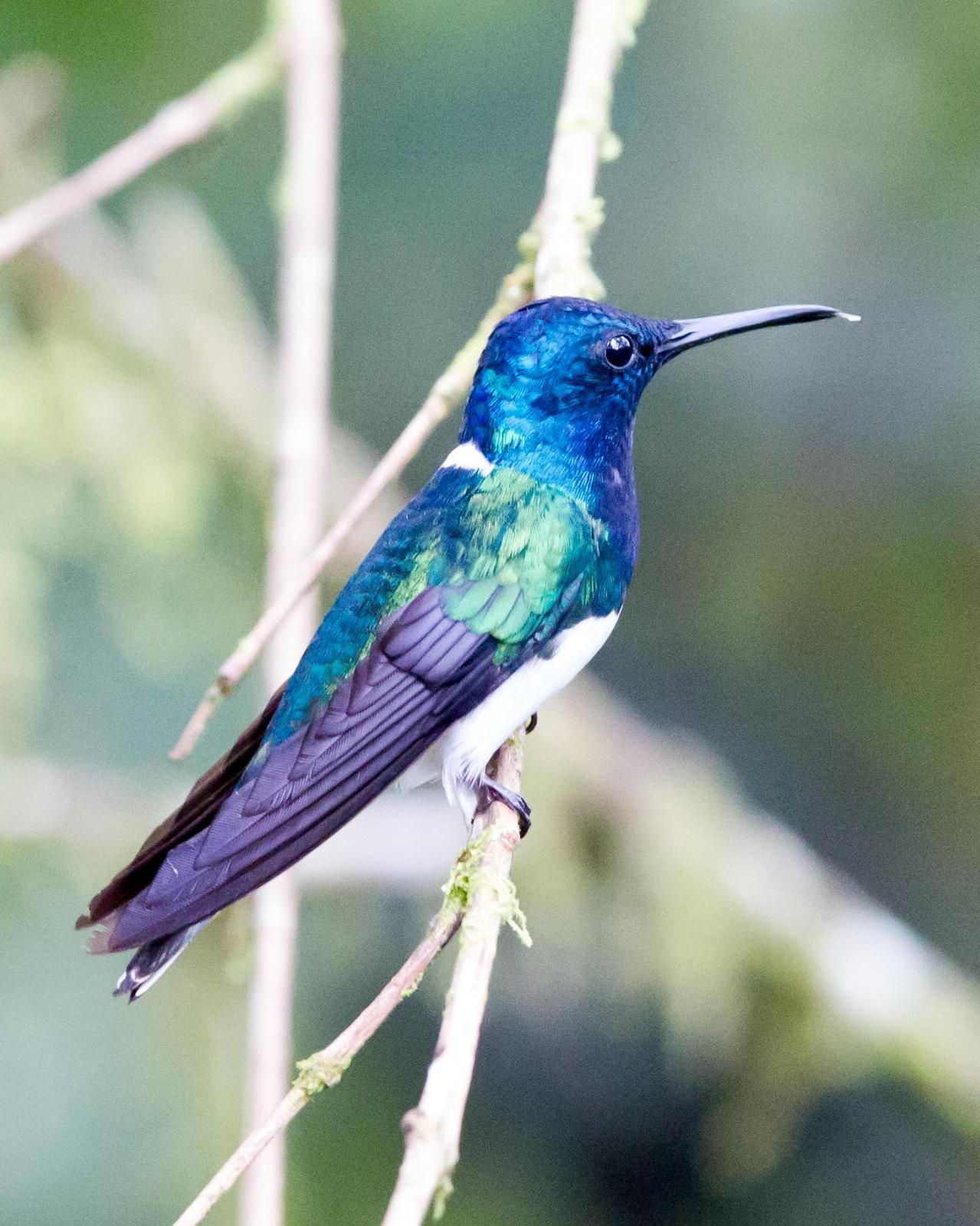 White-necked Jacobin Photo by Kevin Berkoff
