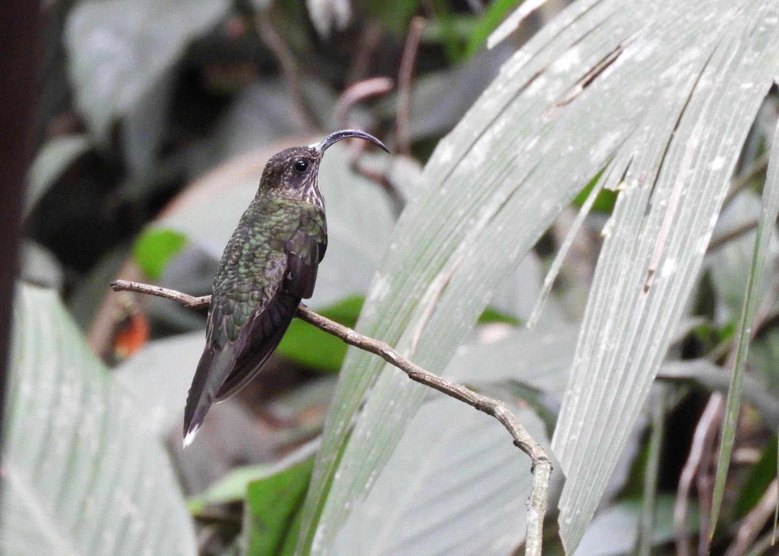 White-tipped Sicklebill Photo by Yvonne Burch-Hartley