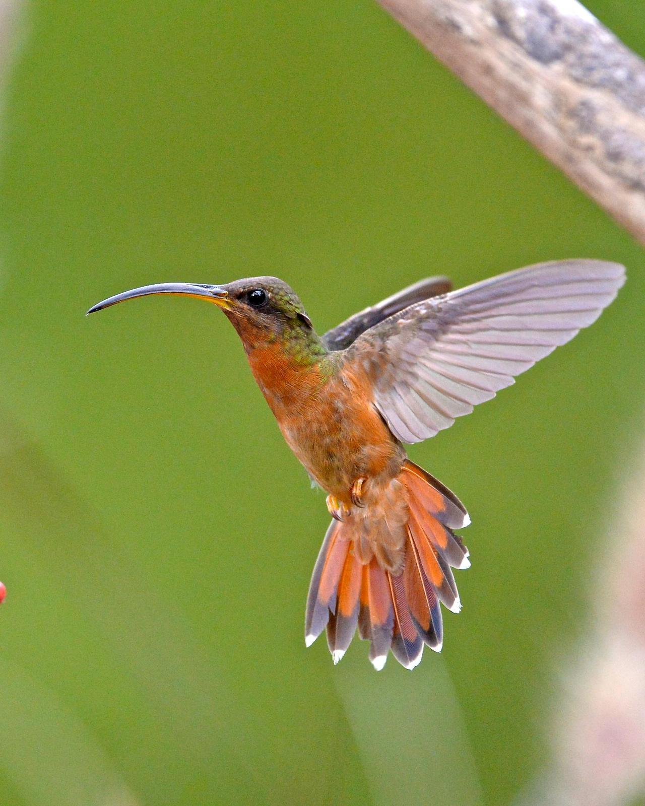 Rufous-breasted Hermit Photo by Gerald Friesen