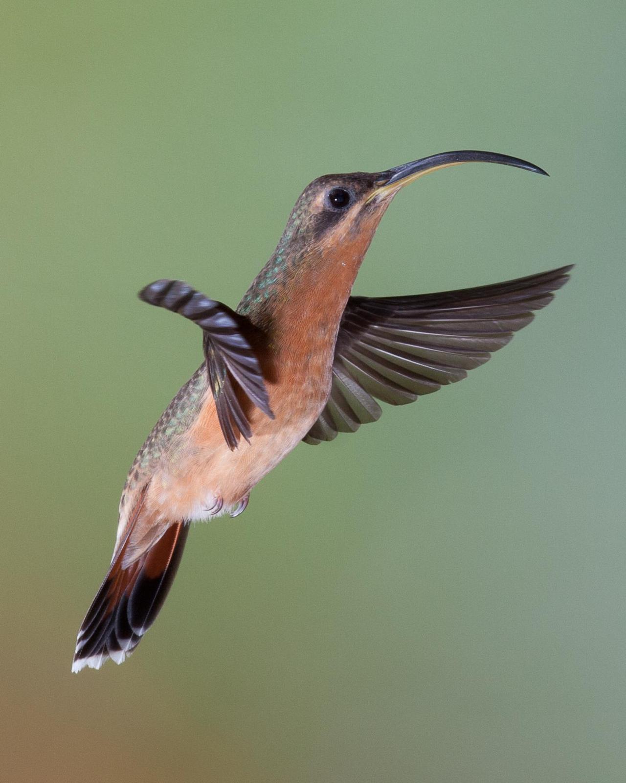Rufous-breasted Hermit Photo by Robert Lewis