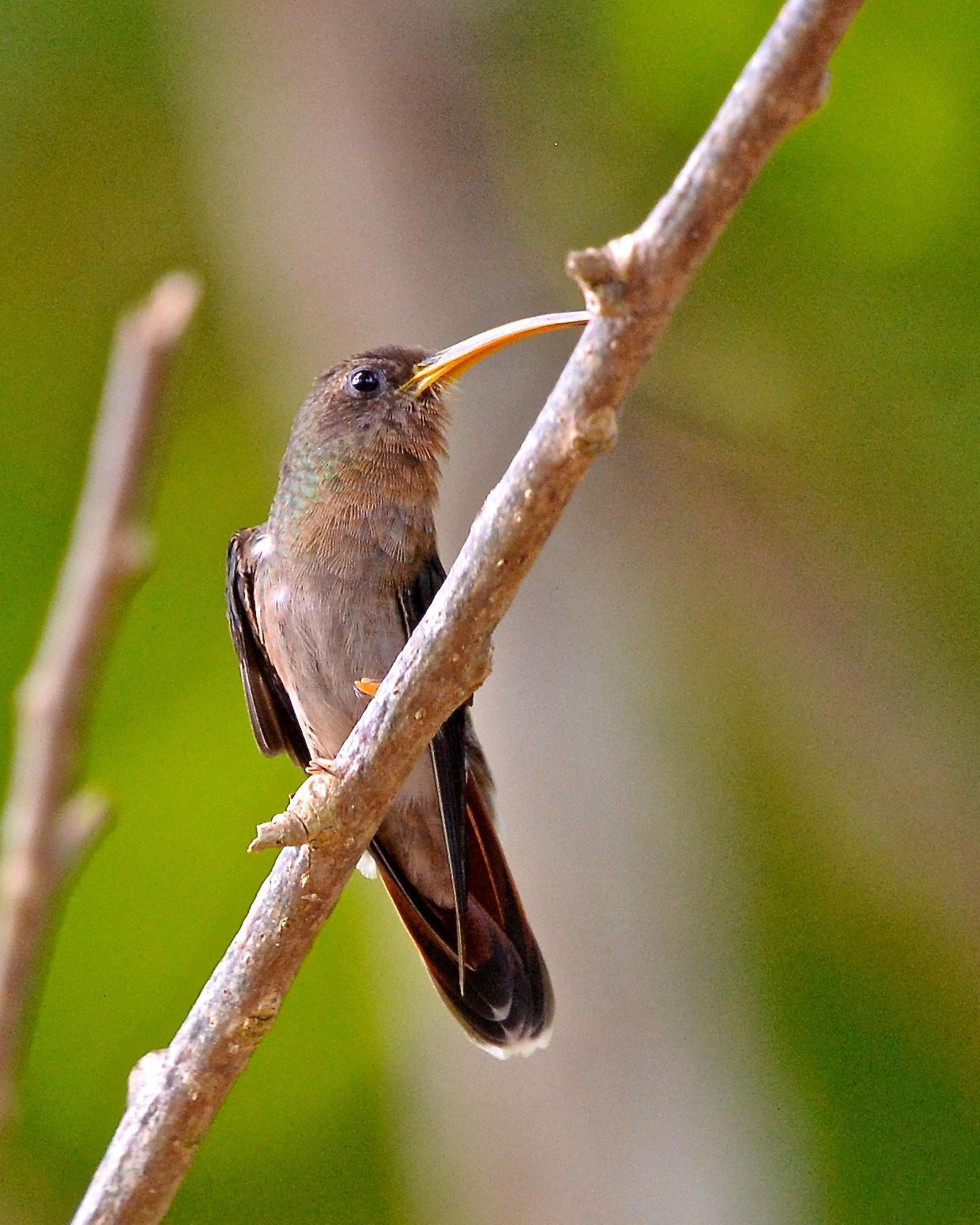 Rufous-breasted Hermit Photo by Gerald Friesen