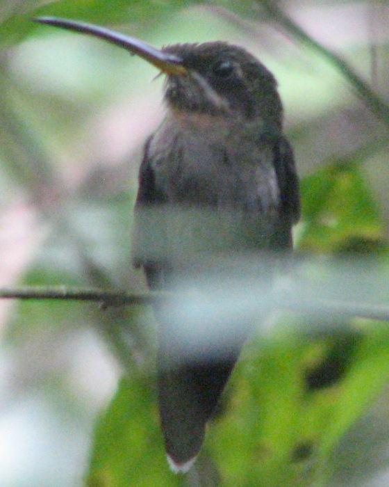 Band-tailed Barbthroat Photo by Kent Fiala