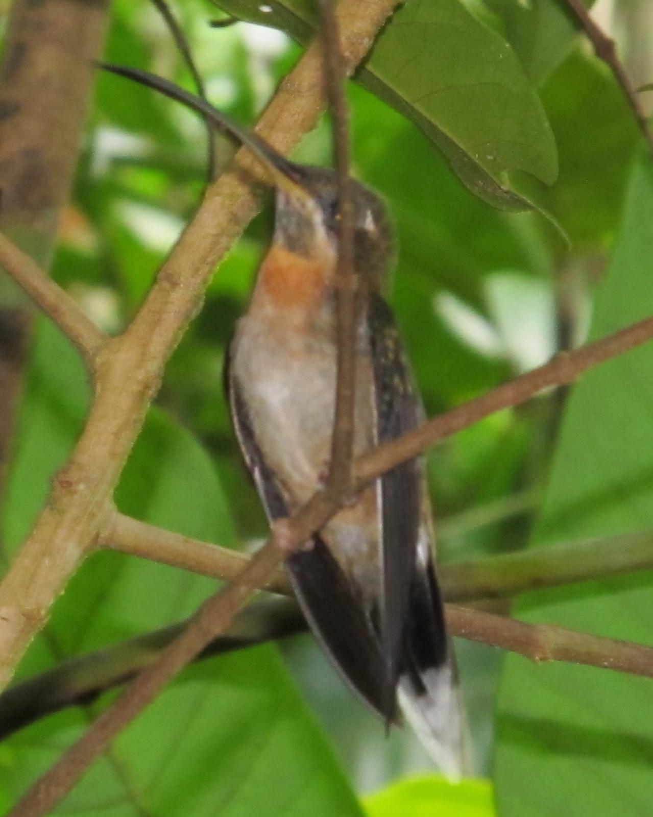 Band-tailed Barbthroat Photo by David Bell