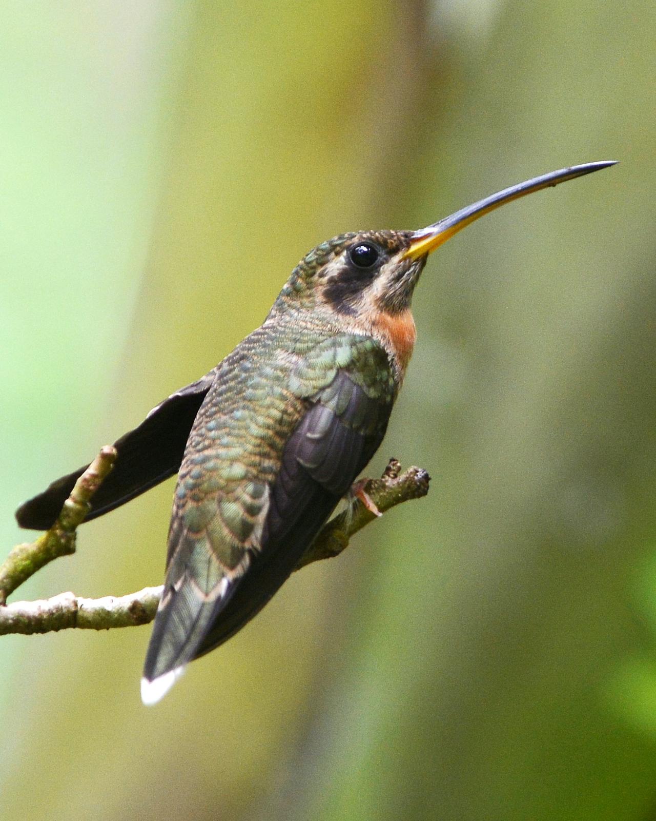 Band-tailed Barbthroat Photo by David Hollie