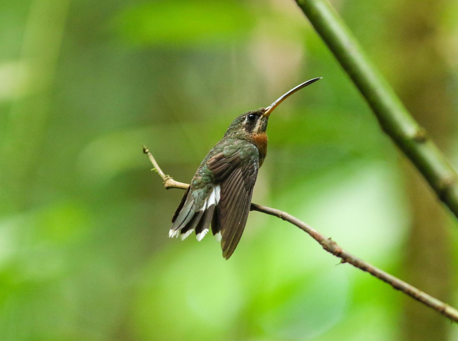 Band-tailed Barbthroat Photo by Leonardo Garrigues