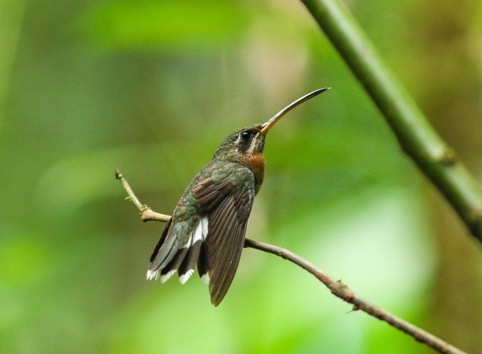 Band-tailed Barbthroat Photo by Leonardo Garrigues