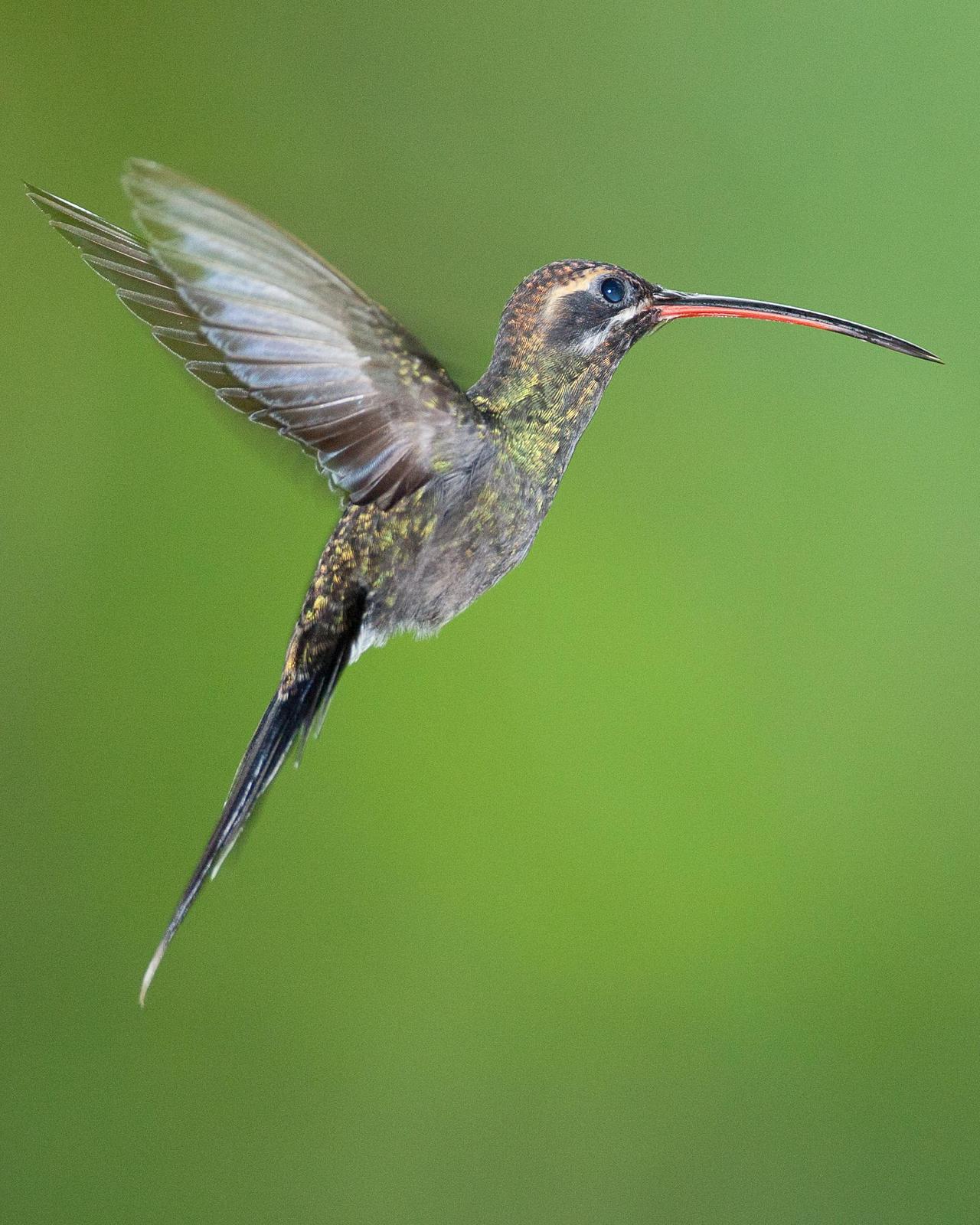 White-whiskered Hermit Photo by Robert Lewis